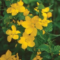 5023242298702 1 Kerria japonica Golden Guinea 2L.jpg